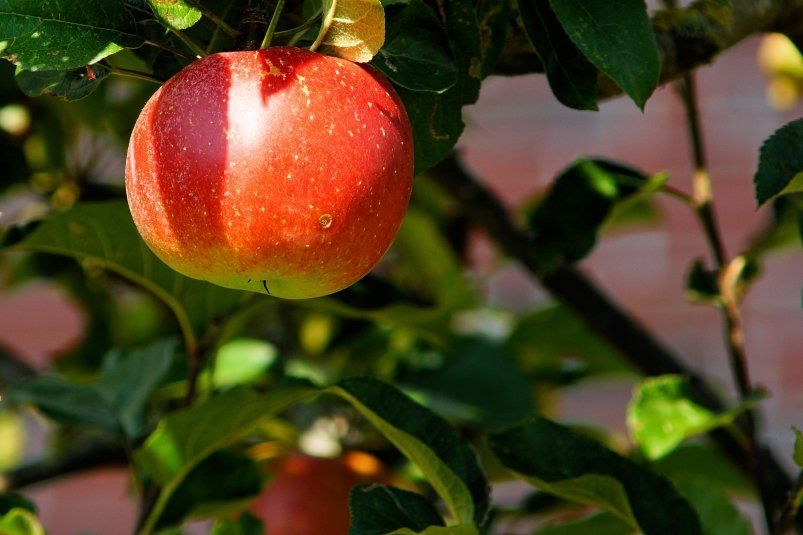 Один простой продукт — и тли как не бывало: как защитить яблони от вредителей