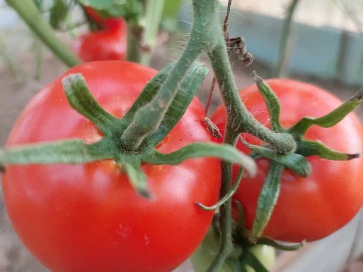 Почему одни томаты остаются вкусными неделями, а другие портятся за дни: ученые провели исследование