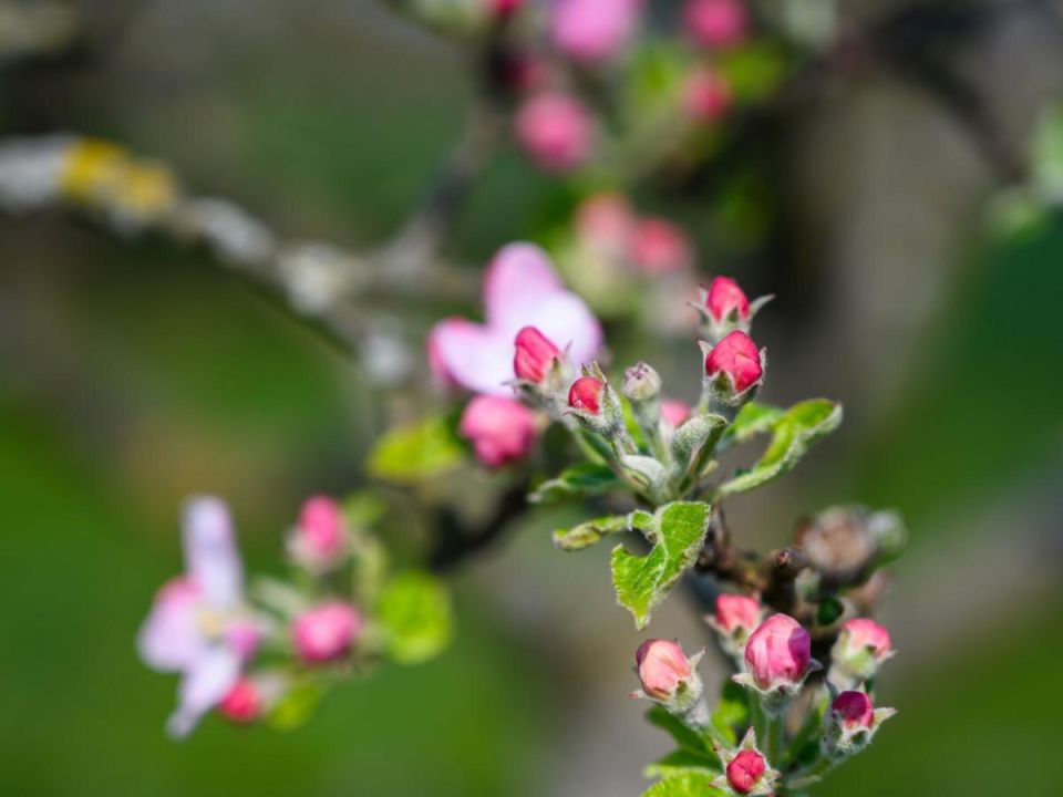 Эффективная защита яблонь от гусениц: как спасти урожай и не навредить пчёлам