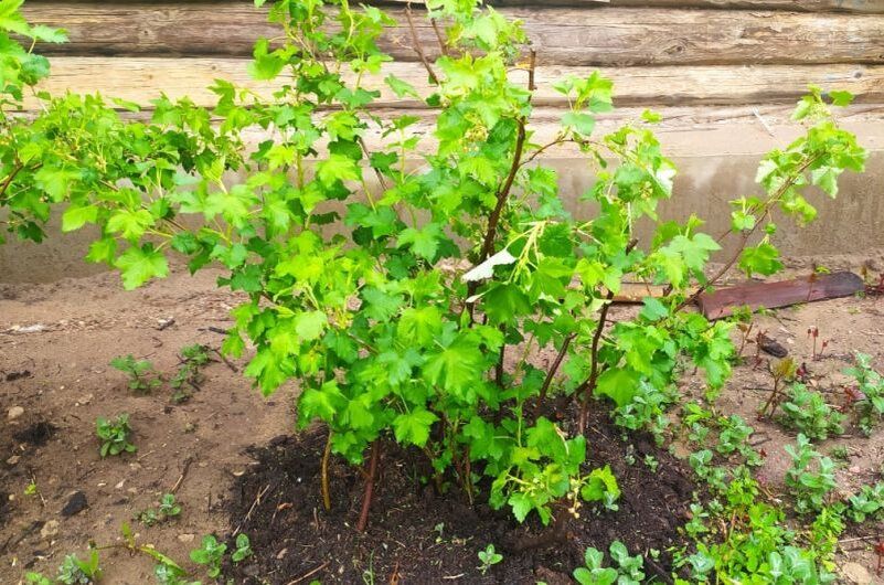 Подготовка к посадке смородины: советы для садоводов этой осенью