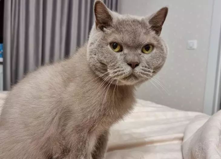 Понимает ли кошка, что ей говорят: правда, которую не расскажет ветеринар