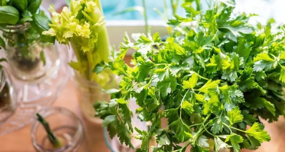 Как вырастить петрушку на подоконнике: секреты и советы для домашних садоводов