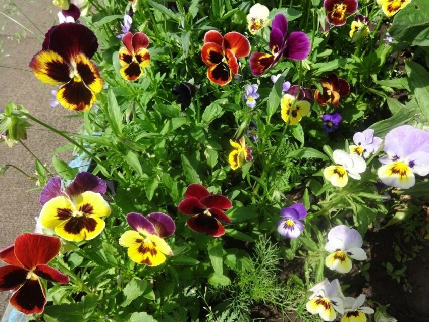 В этом сезоне яркие анютины глазки стали настоящим украшением садов