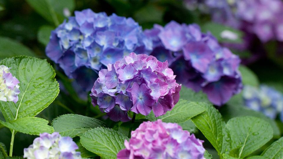 Как вернуть гортензии роскошный вид: советы по уходу и омоложению