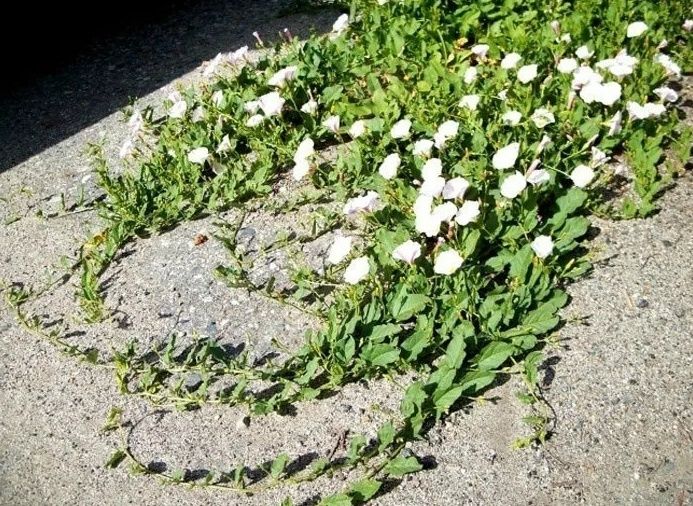 Как победить вьюнок на своем участке: стратегические советы дачникам