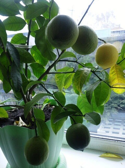 Уникальные секреты комнатного лимона: как получить свой урожай