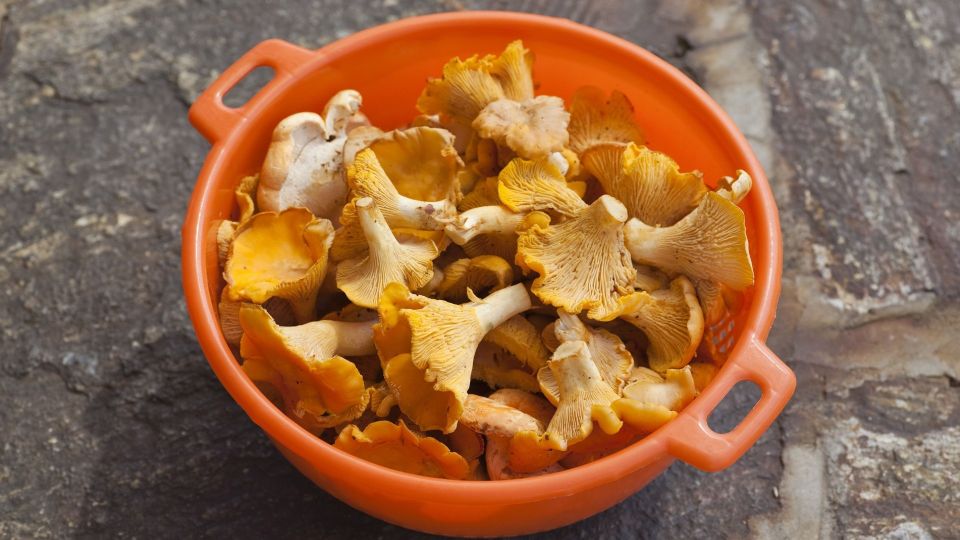 Правильно мыть лисички и грузди надо уметь: хитрость опытных кулинаров