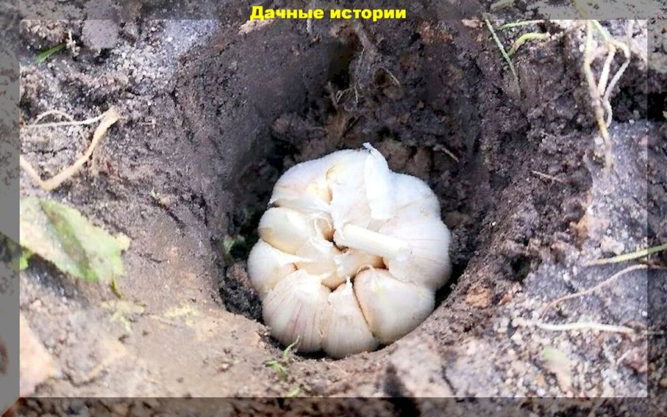 Сажаем чеснок: дело не только в количестве зубчиков