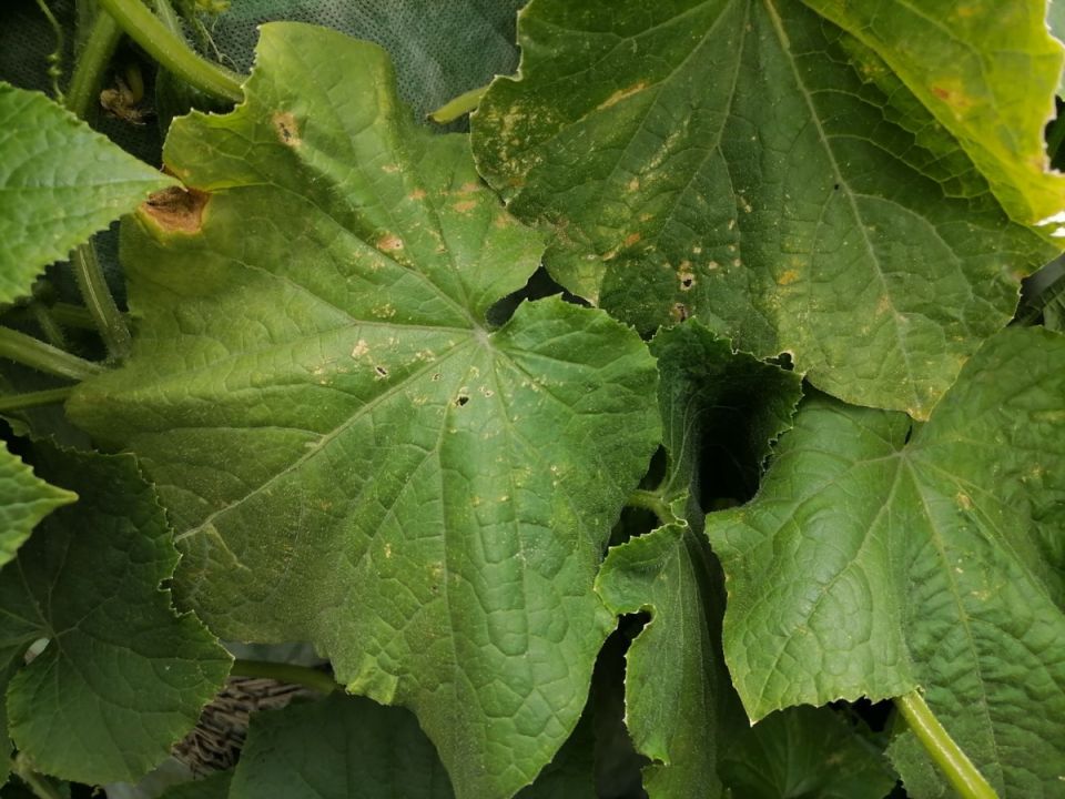 Почему листья огурцов теряют зелёный цвет