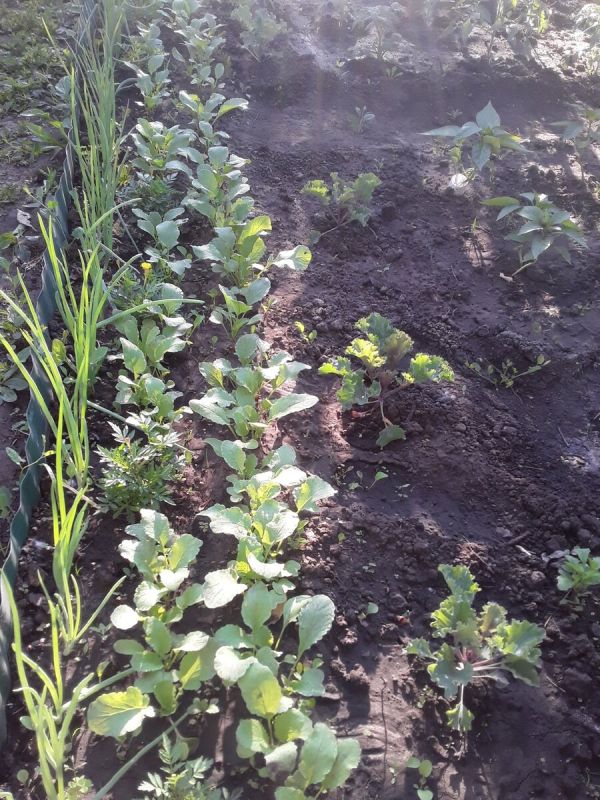 Цветы в огороде: Как они могут улучшить урожай овощей