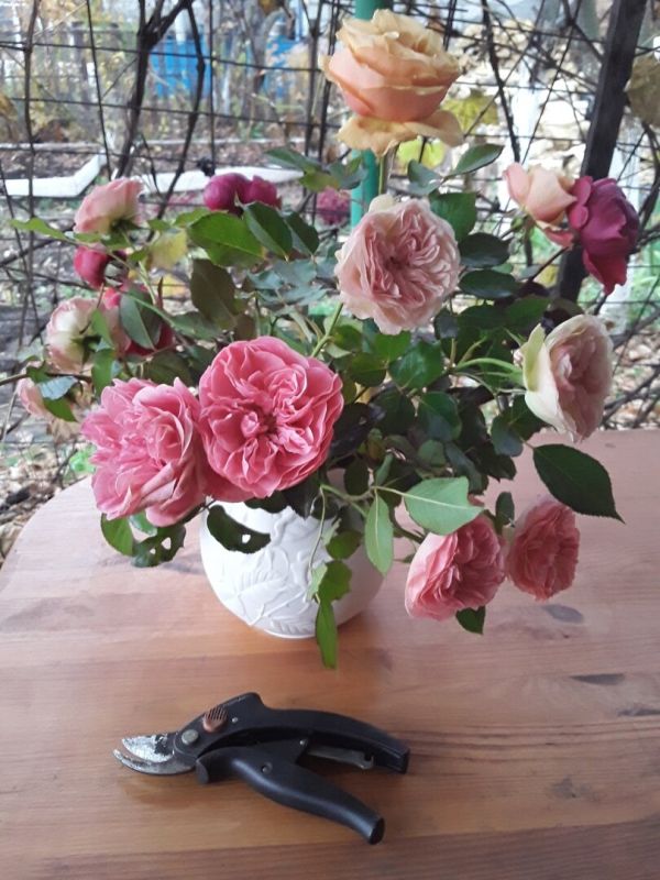 Секатор сломался, но не беда: как выбрать новый инструмент для обрезки роз