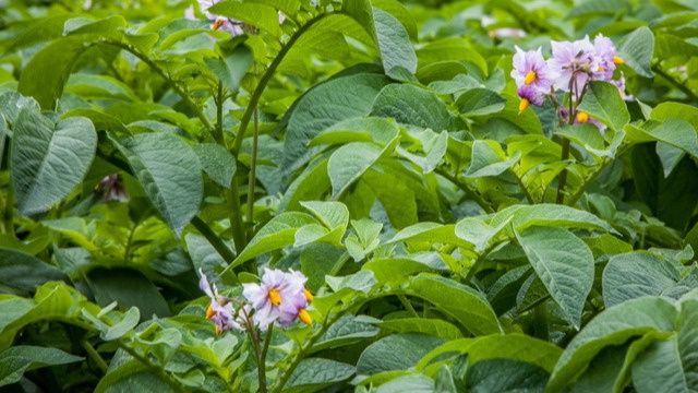 Необычный метод омоложения картофеля: как увеличить урожай в два раза