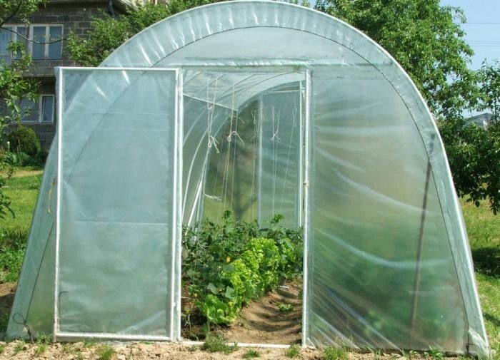 Как организовать идеальную теплицу: секреты успешных совместных посадок