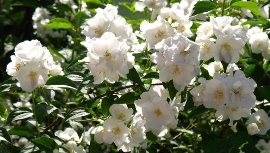 Чубушник: секреты успешного выращивания этого ароматного кустарника в саду