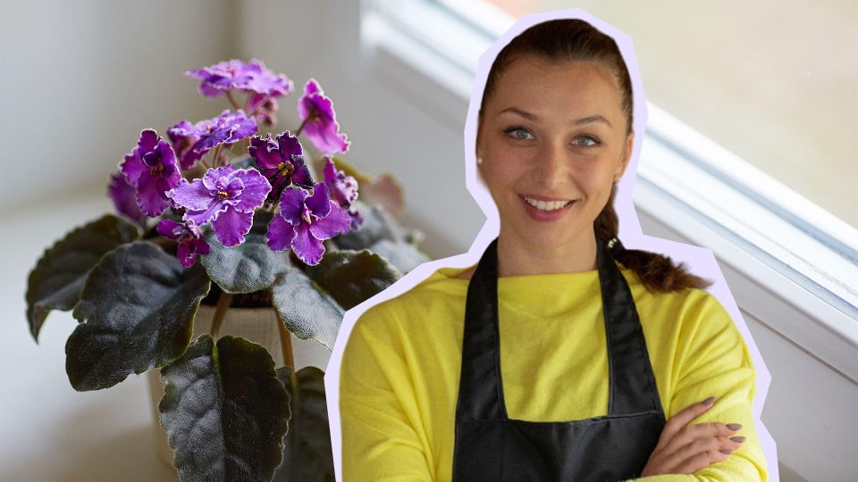 Фиалка зацветет как бешеная: этой хитростью пользуются опытные садоводы