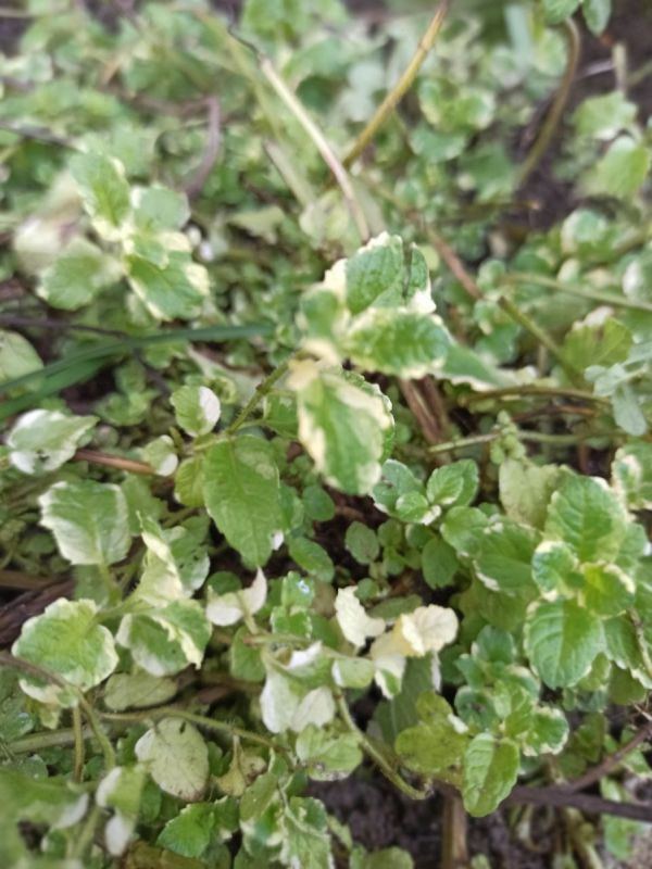 Как мята учит нас, что ресурсы умножаются при активном использовании