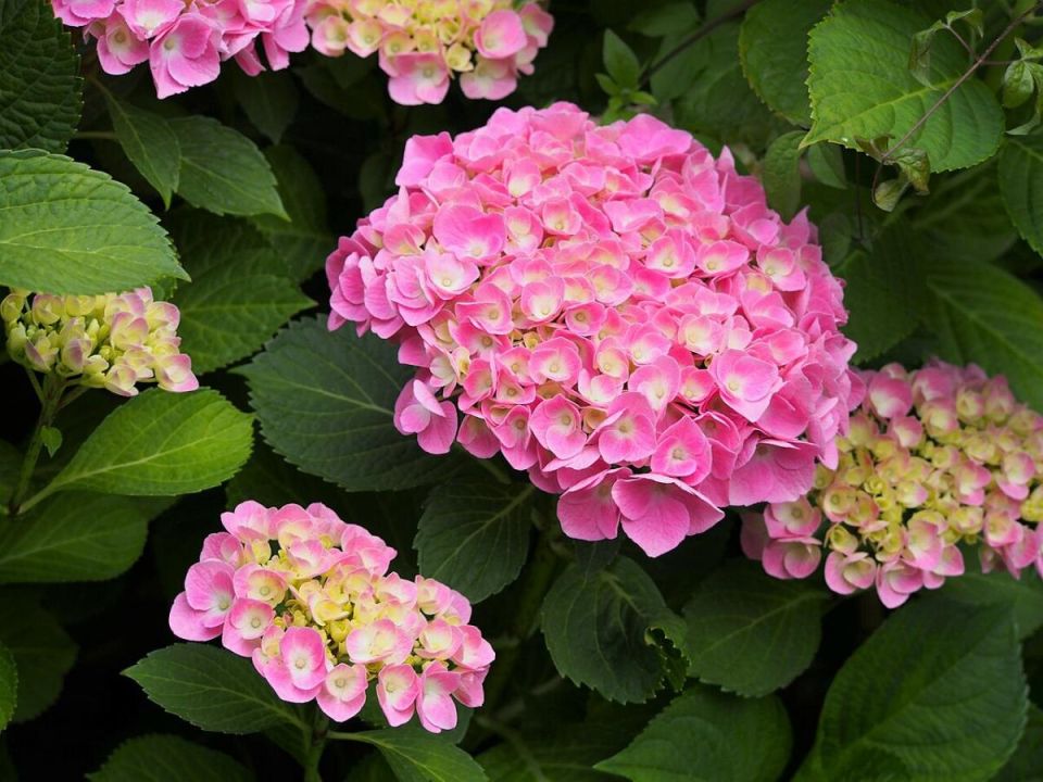 Как заставить гортензии цвести великолепно: полезные советы