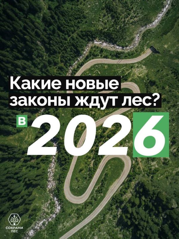 Новые правила лесного хозяйства: что ждет нас в 2026 году?