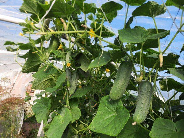 �������: ��� �� �������������� � ����� ������� �������