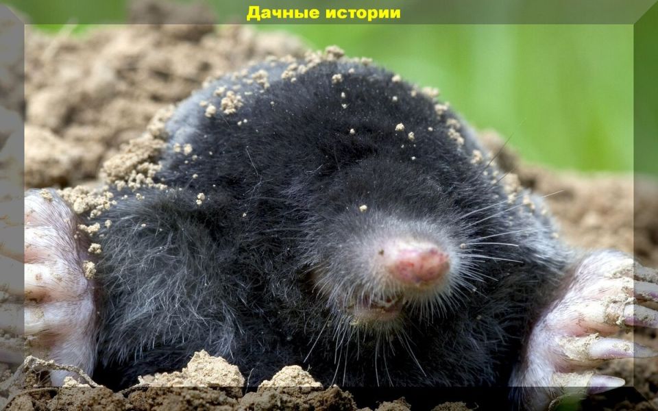 Кроты на даче: неожиданные союзники садовода