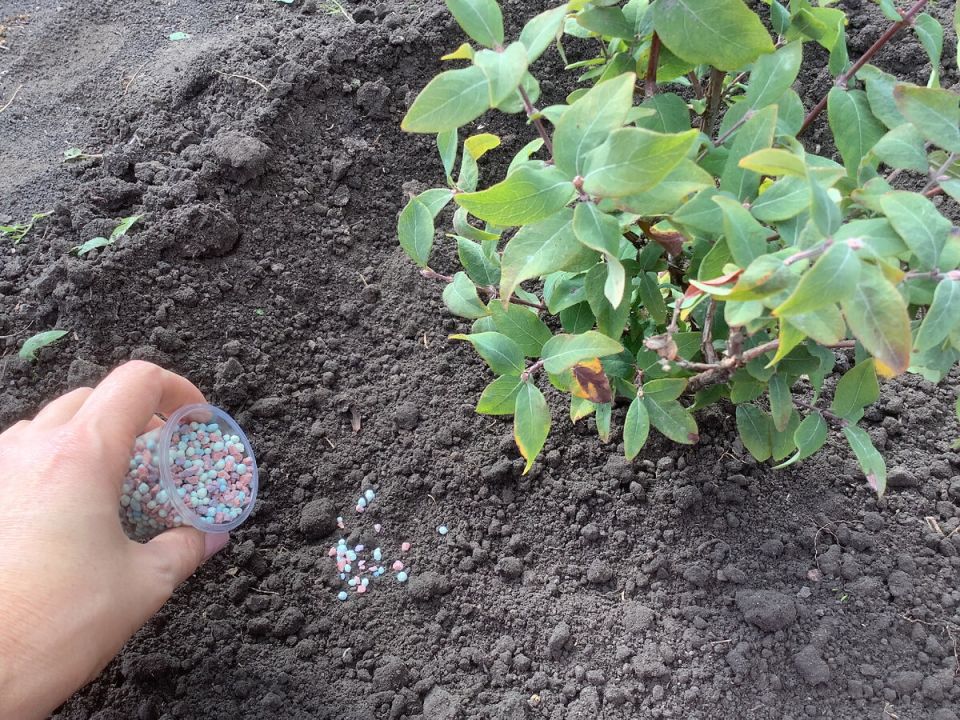 Эффективные весенние подкормки для сада