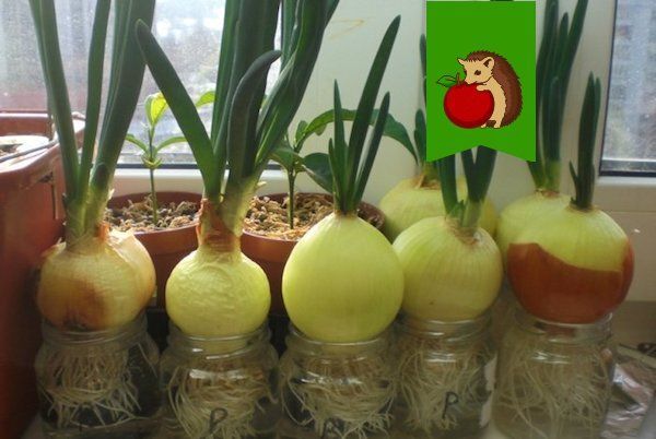 ��� ������ ��������� ������� ��� �� ����������� �����