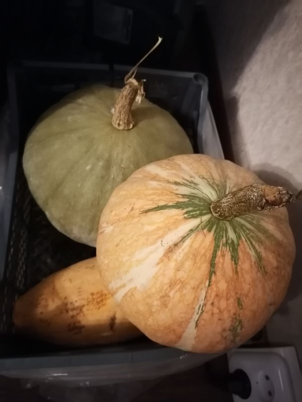 Тыквенная пастила: уникальный рецепт, который быстро станет хитом