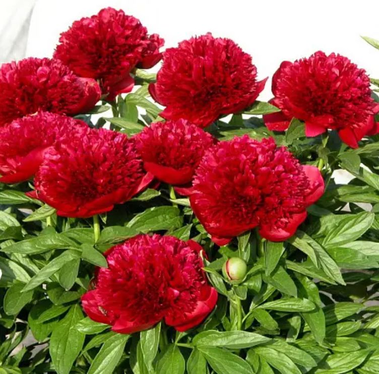 ��� ��������� ������������ �����: ������� ����� �� ���������� ������