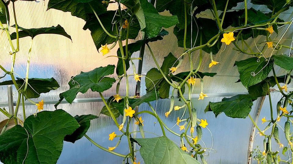 Как успешно вырастить огурцы в теплице: секреты, ошибки и советы