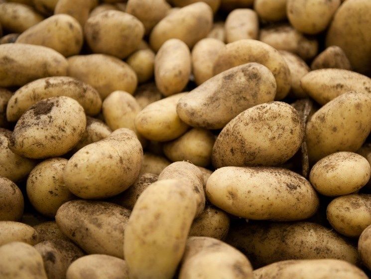 ������������ ��� 2026 ����: ������ �������� �� ���� �������