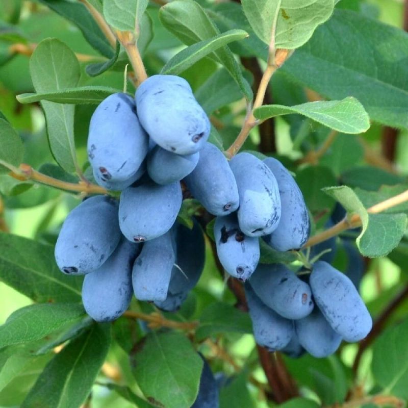 ���������: ��� ������� ������ ���� ��� ������ ����