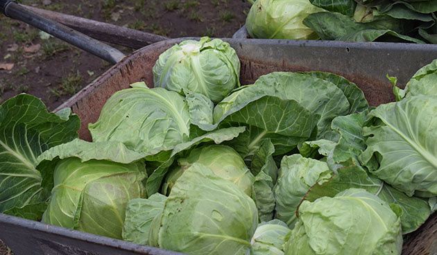 ������� ������������ ������ �������: �����, ��� � ����