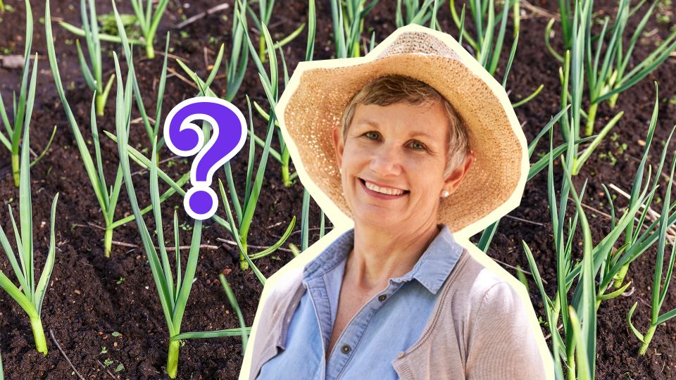 ������ ������ ��� �� �������: ������ �������� ����� ��� ��������