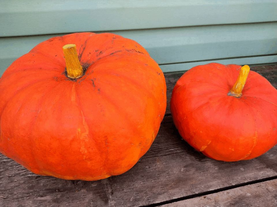 ������������ ���� � ������: ��� ������������� ����