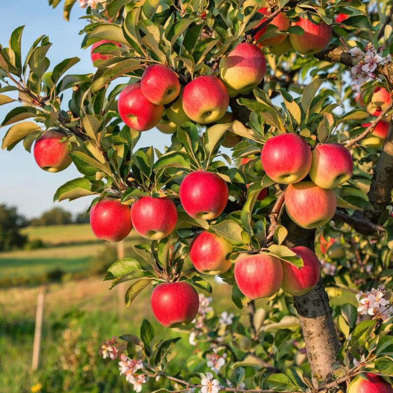 ������� �������� ����: ��� ������� ���������� ��������������