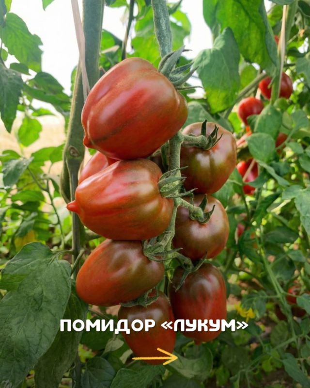 ��� ������� ��������� ������ ��� ������� � �����: ������ � ������ �����