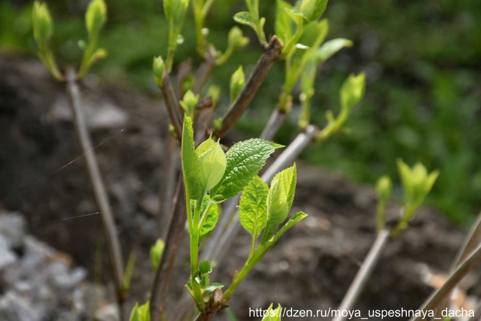 ������������ �������������: ��� ������� �������������� ����� ���������� � ������