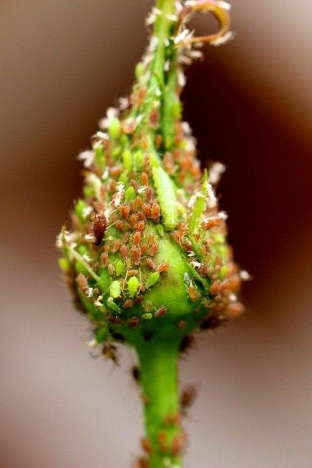 ������ ������ �� ���: ������ ��� ����������