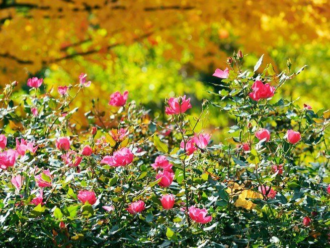 ������� �������� ������� ���: ��� ����������� ������� ����� � �������