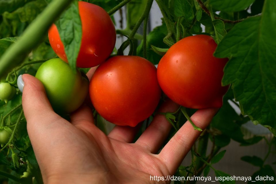 ������ ����� 30 ���, � �� �� ��� ��� ������� �������� �����������