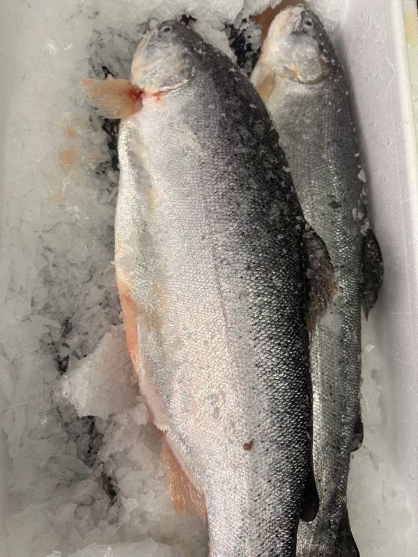 Пять порций радости: осталось всего четыре форели