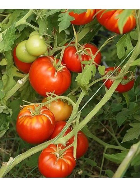 ����� ������ ������: ������� ���������� ������ ������� ������