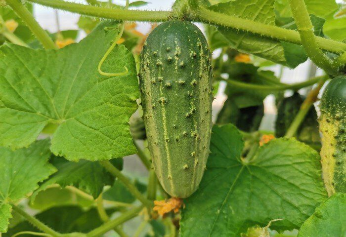 ������� ���������� ����� ��� �������: ��� ������� ������������� ���� ��� ������� ������