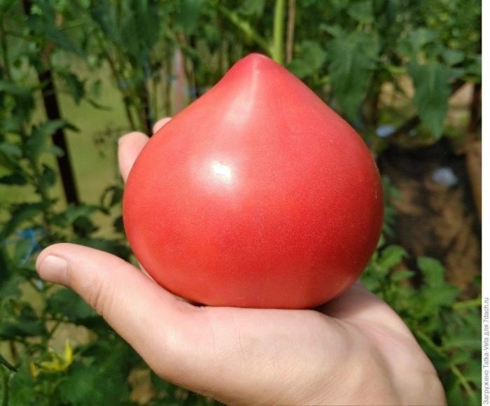 Щедрый вкус томата: как получить обильный урожай крупных розовых плодов