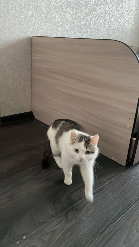 Подписчики пишут в бот:. Потерялся кот