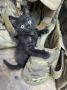Ульяновские бойцы приютили котёнка