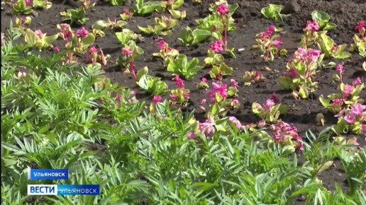 В Ульяновске стартовала летняя посадка цветов