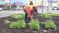 Цветы высадили на клумбе возле ЦУМа