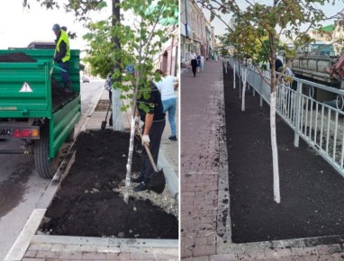 В центре Ульяновска меняют аварийные деревья