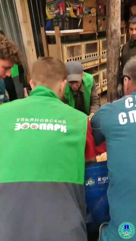 Косулю спасли в Заволжском районе